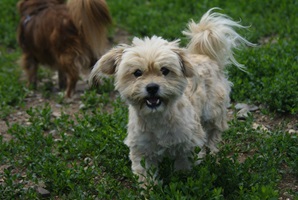Mirko