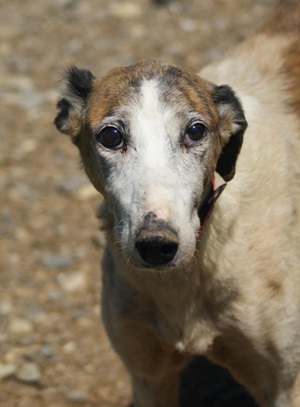 Jolie