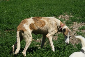 Jolie