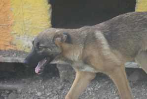 Doinita