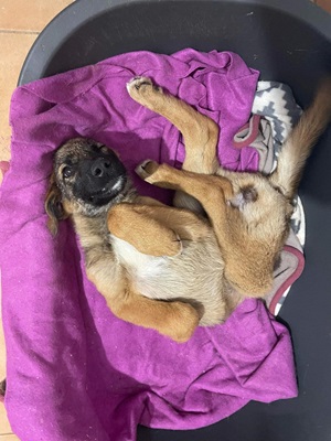Doinita