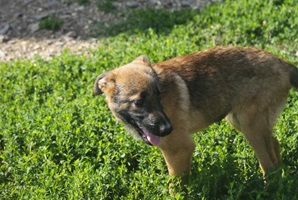 Doinita