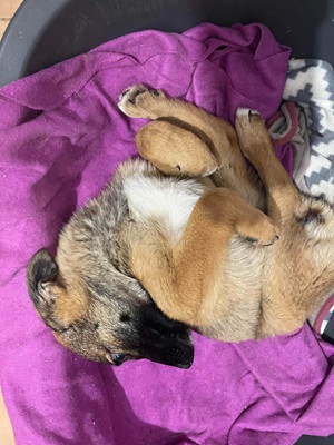 Doinita