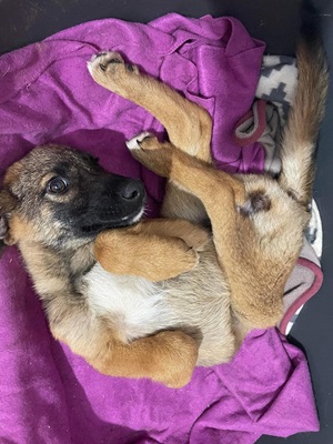 Doinita