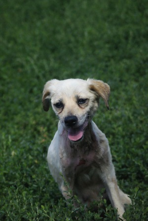 Sofi