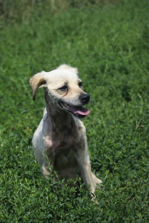 Sofi