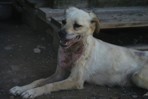 Sofi