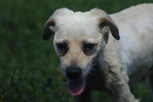 Sofi