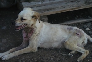 Sofi