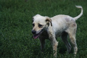 Sofi