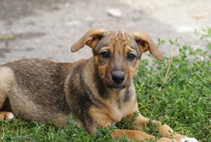 Carmela