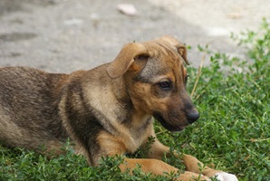 Carmela