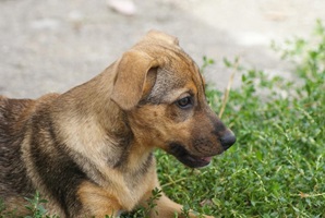 Carmela