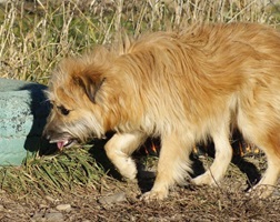Mavi
