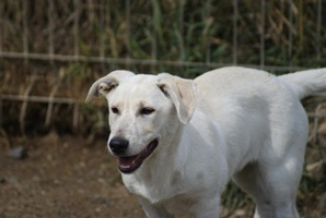 Roxy