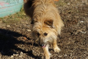 Mavi