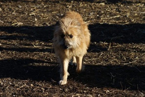 Mavi