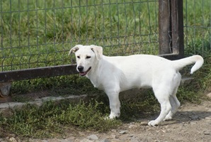 Roxy