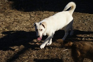Roxy