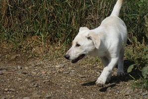 Roxy