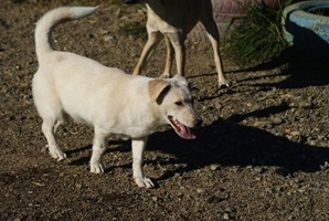 Roxy