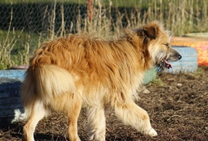 Mavi