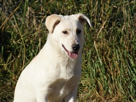 Roxy