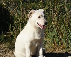 Roxy