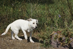 Roxy