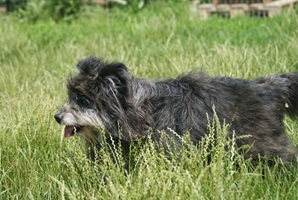 Marcel