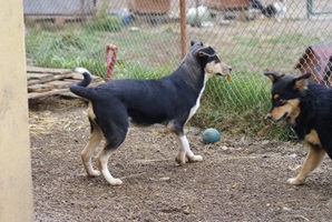Luluta