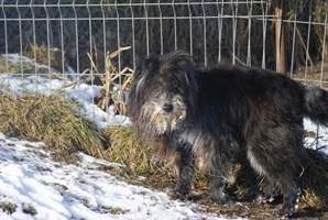 Marcel