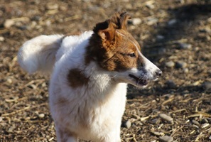 Ilona