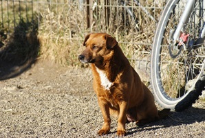 Tilly