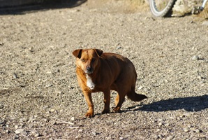 Tilly