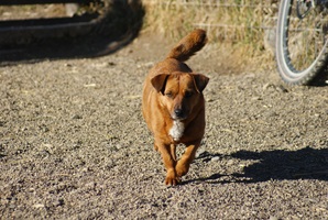 Tilly