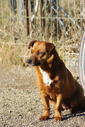 Tilly