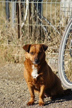 Tilly