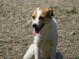 Lola