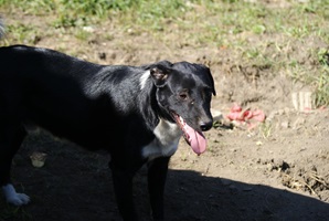 Ringo