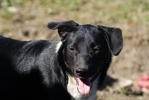 Ringo