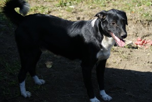 Ringo