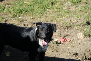 Ringo