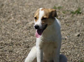 Lola