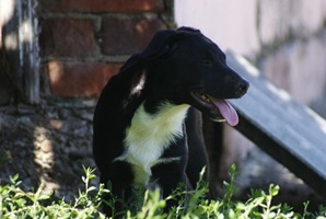 Nuti