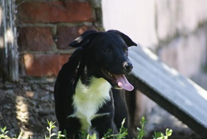Nuti