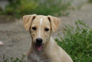 Cosette