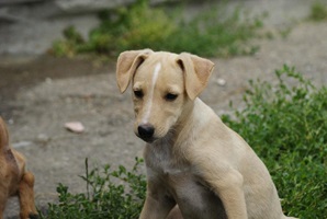 Cosette