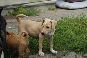 Cosette