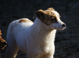 Wilma